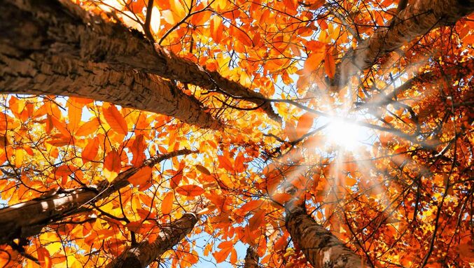 plan-sur-le-feuillage-des-arbres-en-automne-1.jpg